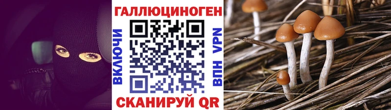 как найти закладки  Александров  Псилоцибиновые грибы Psilocybine cubensis 